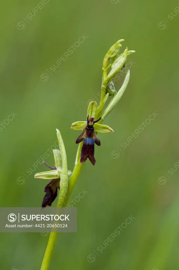 Fly Orchid (Ophrys insectifera) close-up of flowerspike, growing on roadside verge, Sandside, Cumbria, England, May