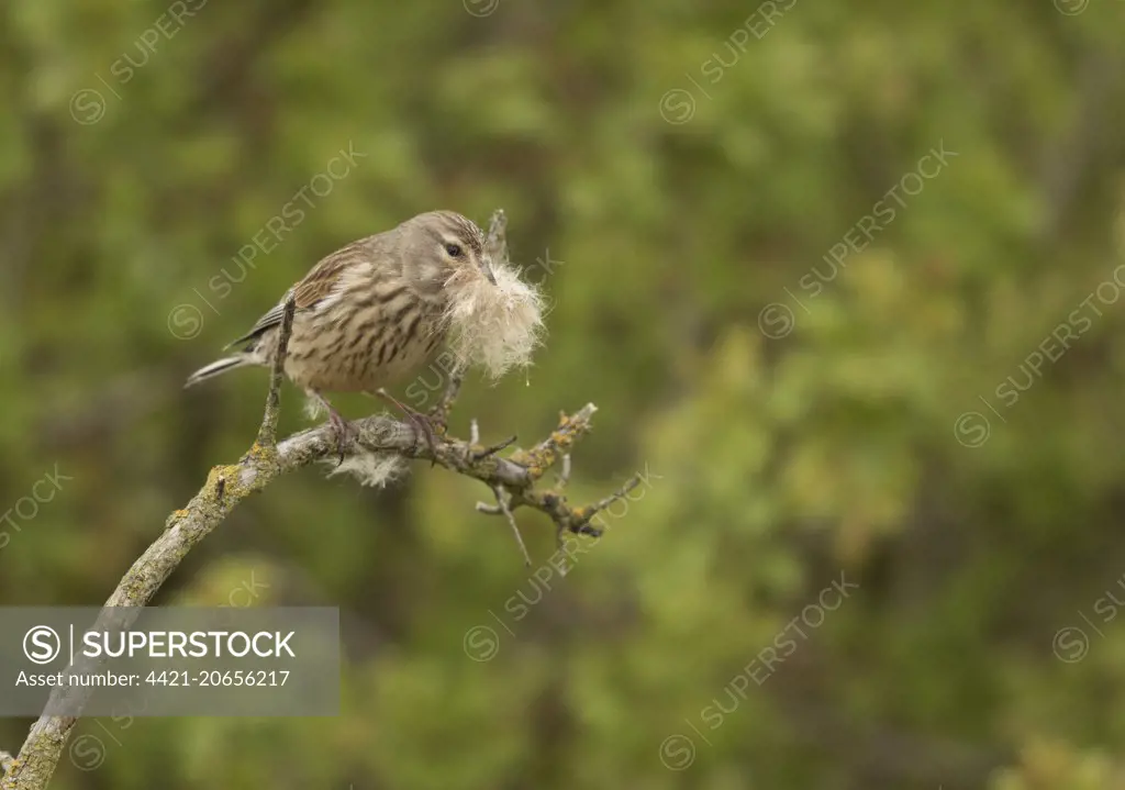 Eurasian Linnet (Linaria cannabina) adult female, collecting nesting material in beak, Sheffield, South Yorkshire, England, April