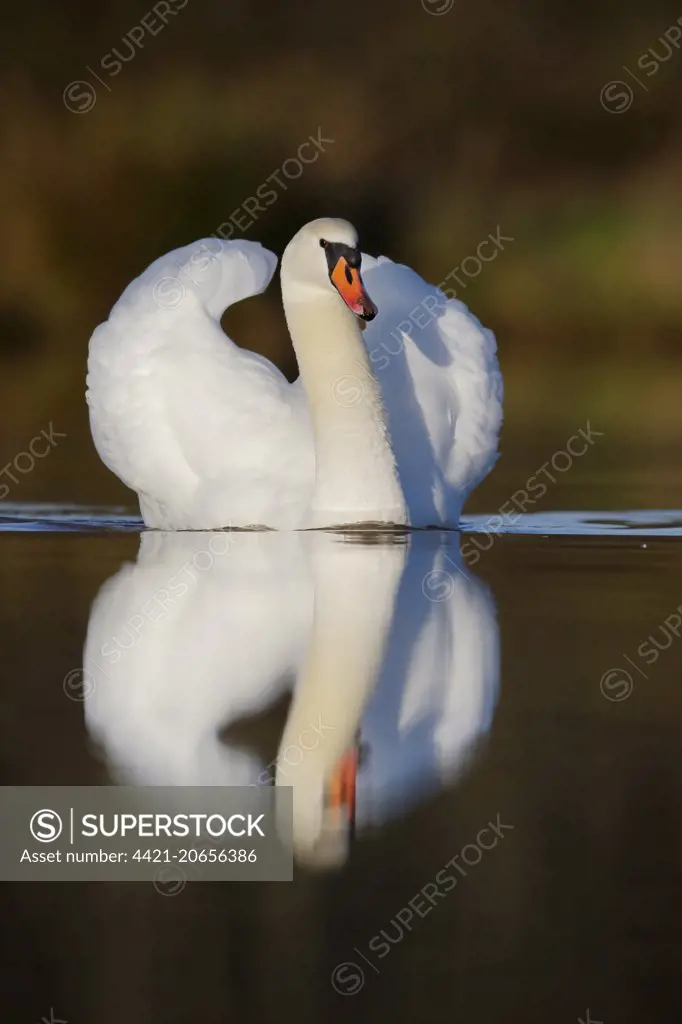 Mute Swan (Cygnus olor) adult, with wings raised in aggressive posture, swimming on lake, Warwickshire, England, December