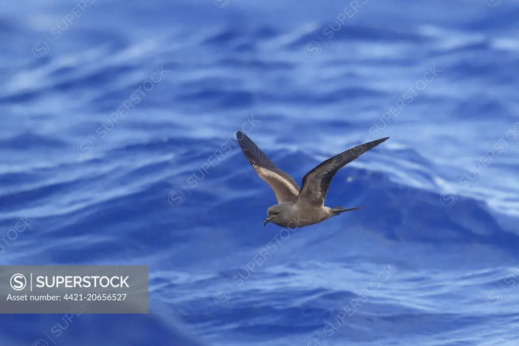 Tristram's Storm-petrel (Hydrobates tristrami) adult, in flight over sea, Minami Iwo Jima, Iwo Islands, Ogasawara Islands, Japan, May