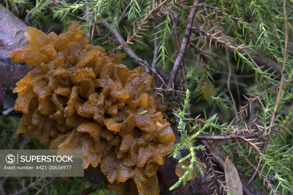 Cedar-apple Rust (Gymnosporangium juniperi-virginianae) gall, growing on Juniper (Juniperus sp.), Speen Garden, Buckinghamshire, England, April