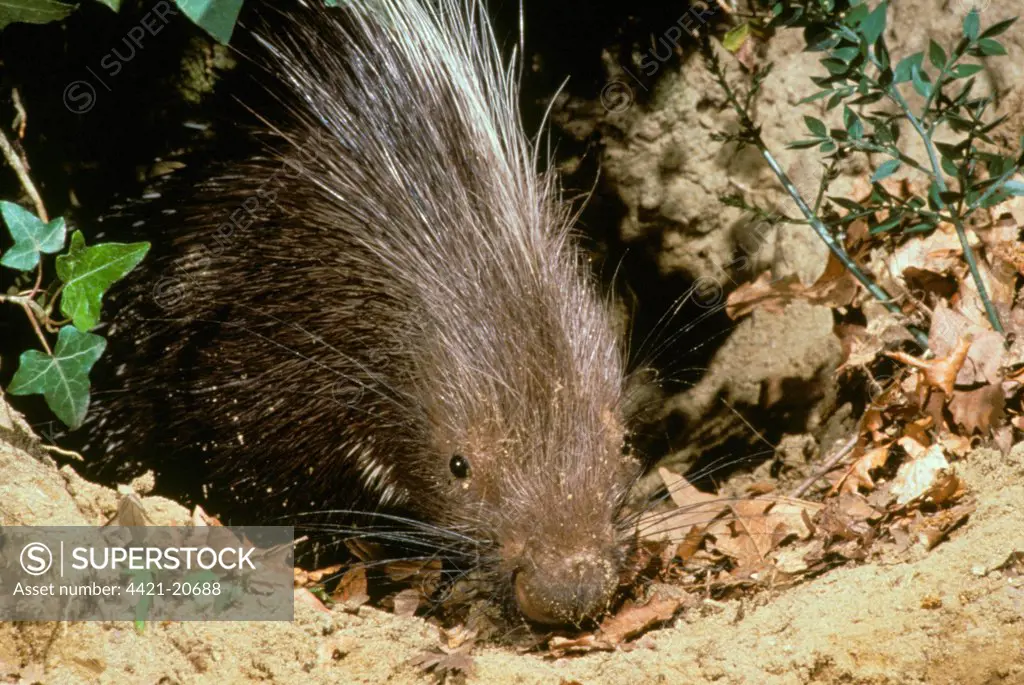 Crested Porcupine (Hystrix cristata) adult, at entrance to burrow, Tuscany, Italy