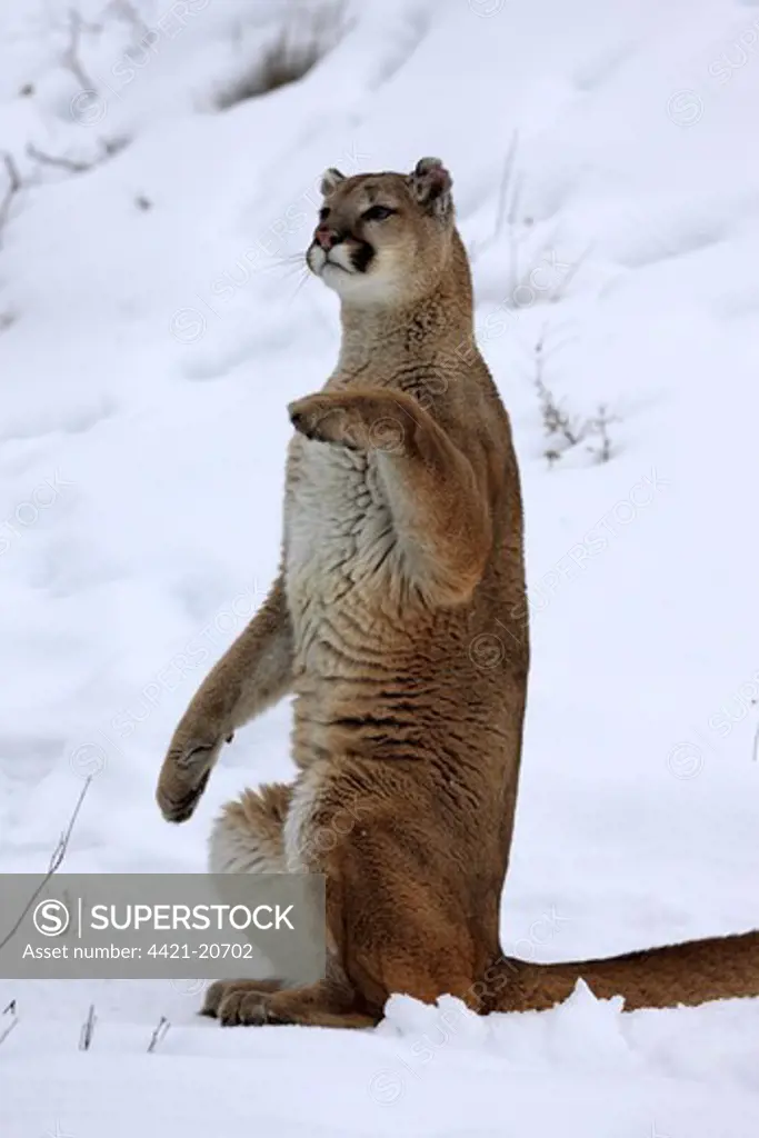 Puma (Felis concolor) adult, sitting up on hind legs in snow, Montana, U.S.A., winter (captive)