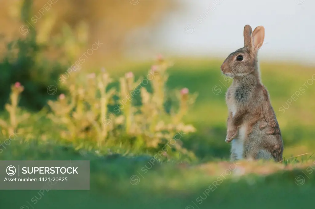 European Rabbit (Oryctolagus cuniculus) young, standing on hind legs, on grazing marsh in evening sunlight, North Kent Marshes, Kent, England, june