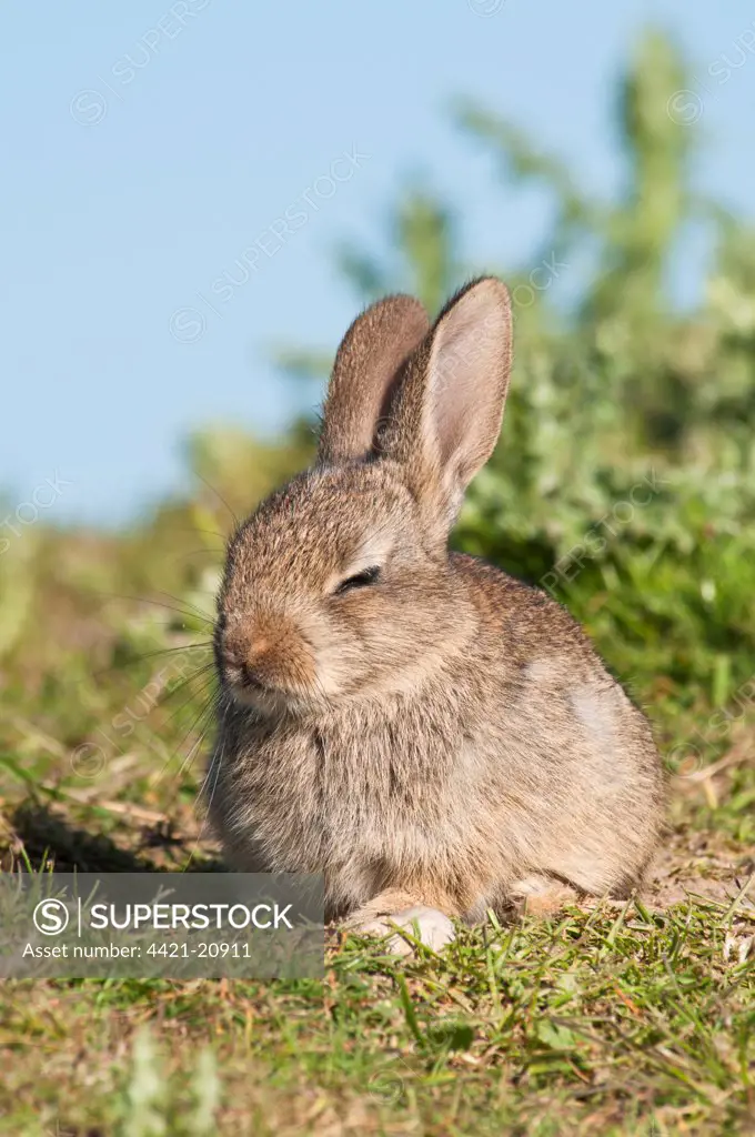 European Rabbit (Oryctolagus cuniculus) baby, dozing in sunshine on farmland, near Dungeness, Kent, England, may