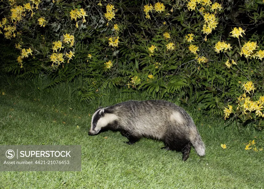 Eurasian Badger (Meles meles) adult, with patch of shaved fur marking from recent TB vaccination, passing along well trodden path in garden to familar food source at night, Sussex, England, May