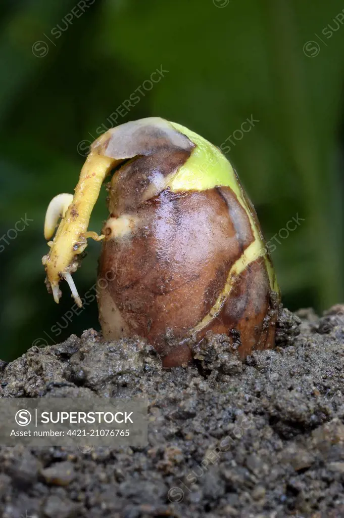 Chempedak (Artocarpus integrifolia) germinating seed with sprouting shoot and roots, Trivandrum, Thiruvananthapuram District, Kerala, India, July