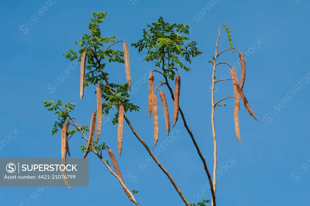 Moringa (Moringa oleifera) close-up of seedpods, Palawan, Philippines, June