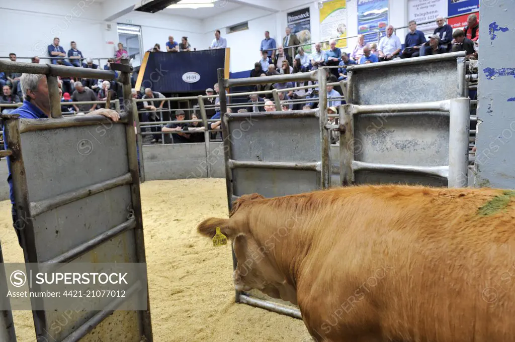 Livestock market, cattle entering auction ring, Cumbria, England, July 