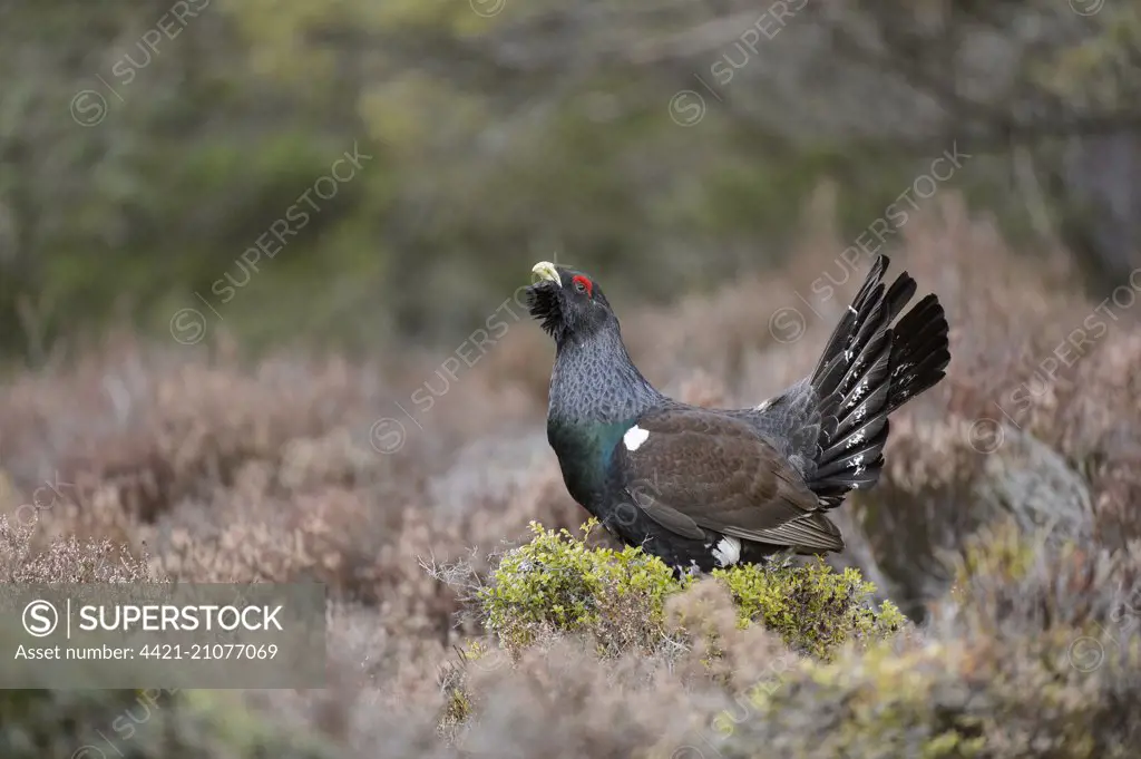 Western Capercaillie (Tetrao urogallus) adult male, displaying in pine forest, Abernethy Forest, Cairngorms N.P., Inverness-shire, Highlands, Scotland, February