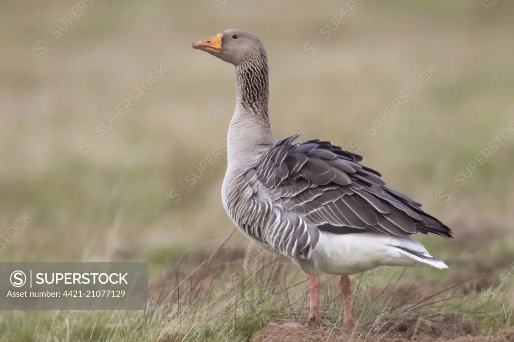 Greylag Goose (Anser anser) adult, with ruffled feathers, standing on pasture, Berwickshire, Scottish Borders, Scotland, March
