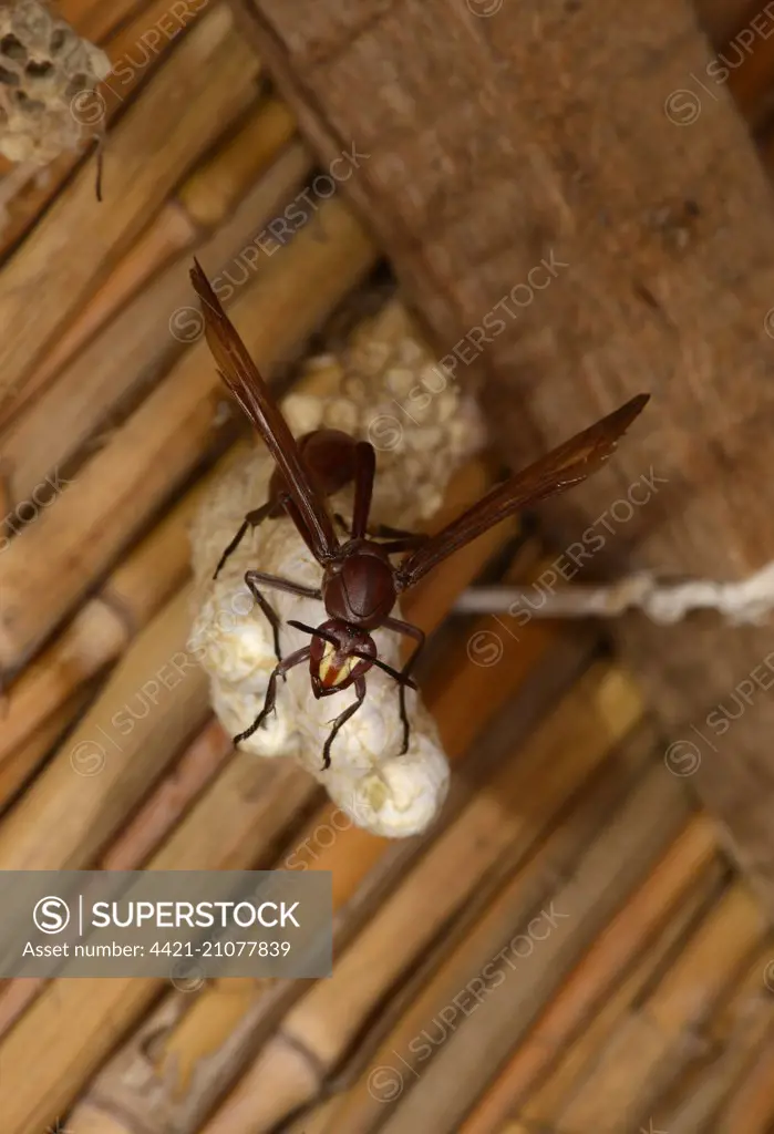 African Paper Wasp (Belonogaster sp.) adult, building paper nest, Lusaka, Zambia, November