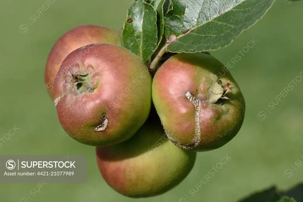 Damage scars caused by European apple sawfly, Holocampa testudinea, feeding early in apple fruit development, Berkshire, England, August