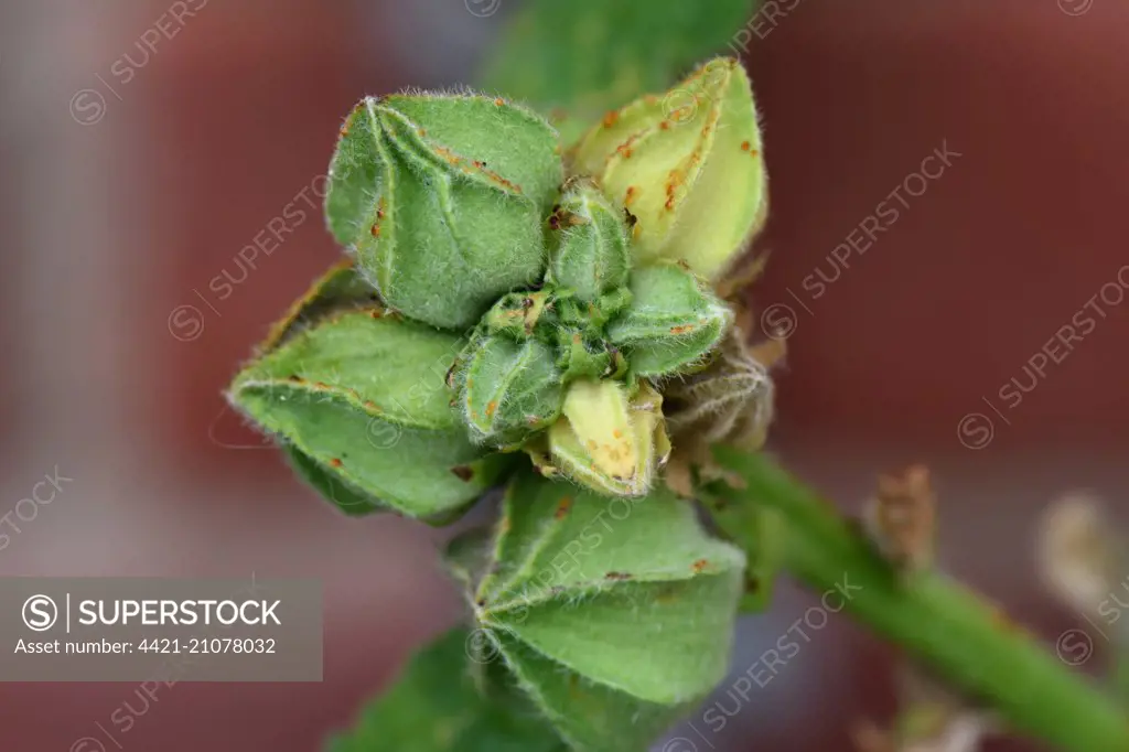 Hollyhock rust, Puccinia malvacearum, pustules on the flower buds of a hollyhock, Alcea rosea, Berkshire, England, August