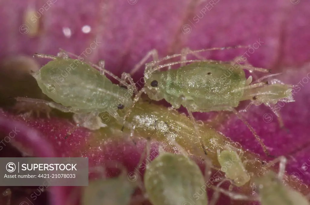 Glasshouse potato aphids or foxglove aphids, Aulacorthum solani, on a Bougainvillea flower in a conservatory, England, August