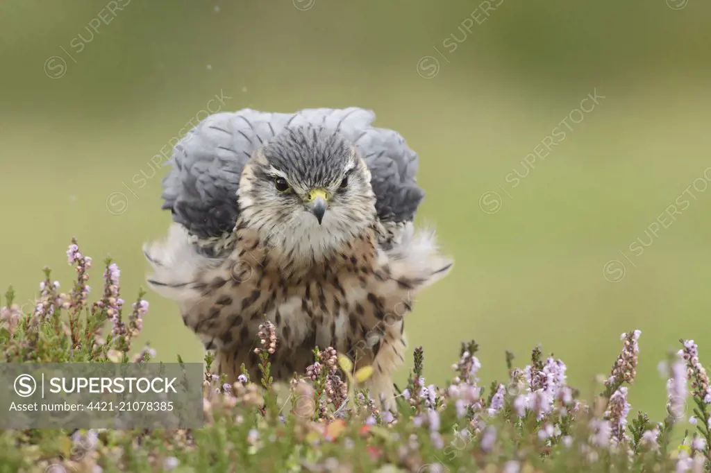 Merlin (Falco columbarius) adult male, ruffling feathers, standing in flowering heather, West Yorkshire, England, September (captive)