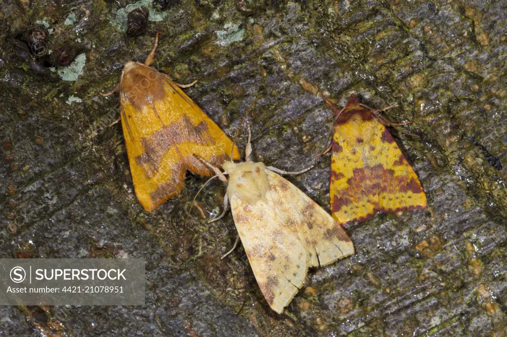 Centre-barred Sallow (Atethmia centrago) adult, The Sallow (Cirrhia icteritia) adult, and Pink-barred Sallow (Xanthia togata) adult, resting on tree bark, Powys, Wales, September