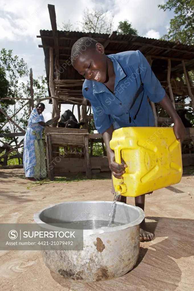 Girl pouring fresh water for housed dairy cow to drink, Uganda, June 