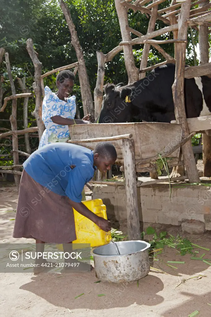 Girl pouring fresh water for housed dairy cow to drink, Uganda, June 