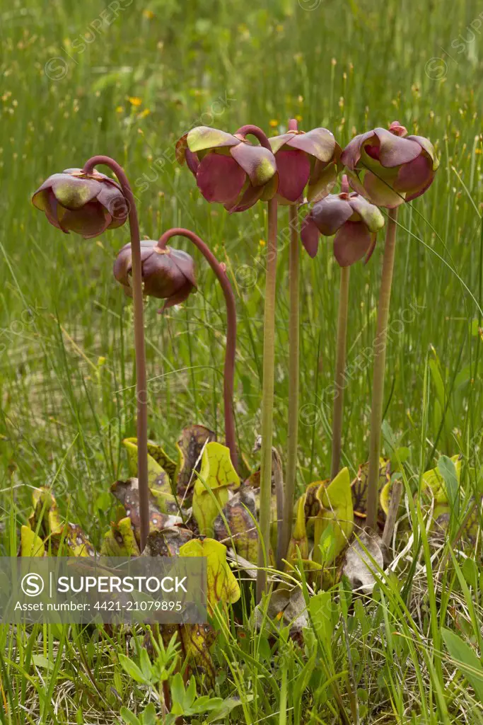 Purple Pitcher Plant (Sarracenia purpurea) flowering, growing in bog, Newfoundland, Canada, July