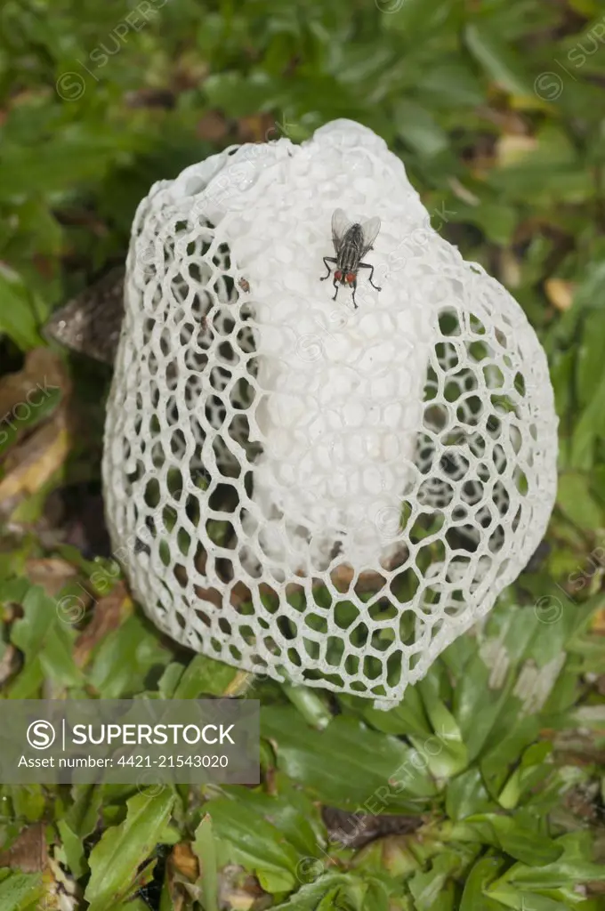 Veiled Lady Mushroom (Phallus indusiatus), with net-like skirt (indusium) , Klungkung, Bali, Indonesia