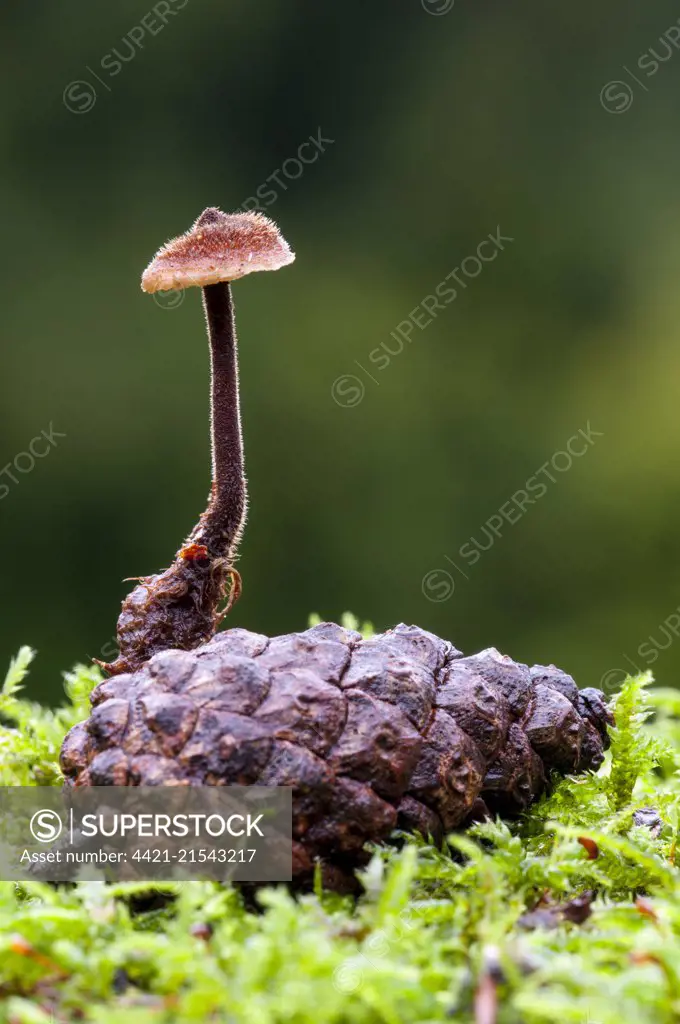 Earpick fungus (Auriscalpium vulgare) growing from a fallen pine cone in Clumber Park, Nottinghamshire. October.