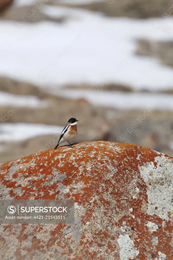 Hodgson's Bushchat, Saxicola insignis, adult male in breeding plumage, perched on a lichen covered rock, Gobi Altai, Bayankhongor, Mongolia, May