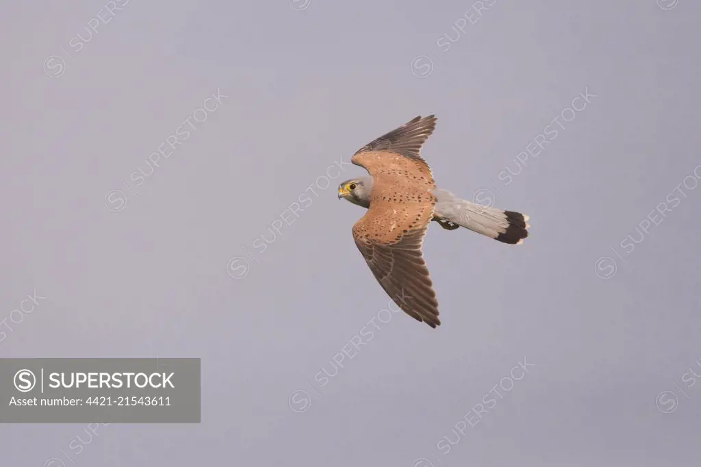 Common Kestrel (Falco tinnunculus) adult male, flying, Hortobagy N.P., Hungary, May