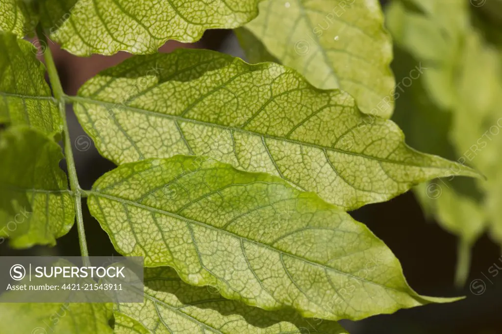 Chlorosis caused by iron deficiency on the leaves of a Wisteria sinensis plant, Berkshire, June