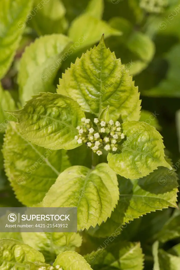 Chlorosis caused by iron deficiency on the leaves of a Hydrangea macrophylla  plant, Berkshire, June