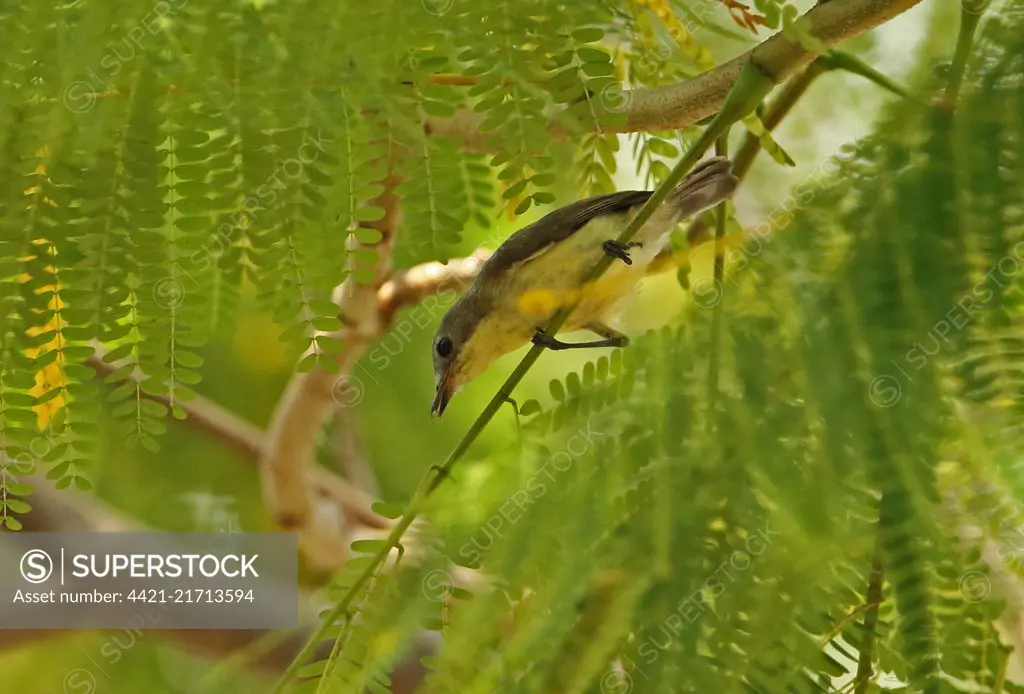 Golden-bellied Gerygone (Gerygone sulphurea sulphurea) adult with food in bill  Jakarta, Java, Indonesia        July