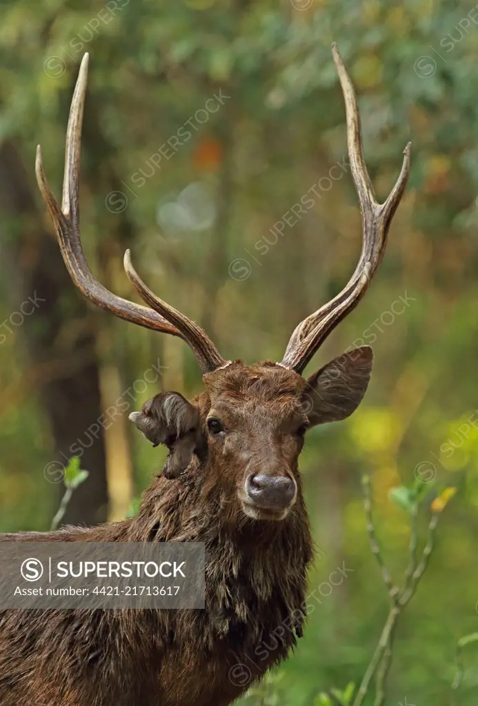 Javan Deer (Rusa timorensis renschi) close up of adult stag, with ear damaged from fighting  Bali Barat NP, Bali, Indonesia      July