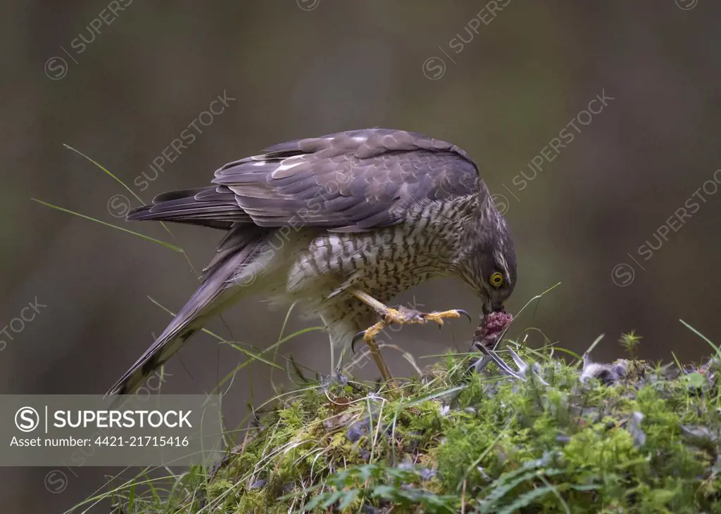 Female Sparrowhawk (Accipiter nisus) feeding at plucking post, Dumfries, Scxotland, June