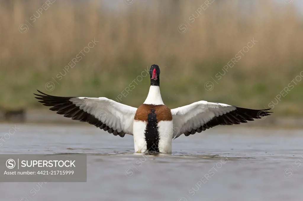Common Shelduck (Tadorna tadorna) adult male, swimming in pond, flapping wings, Suffolk, England, March