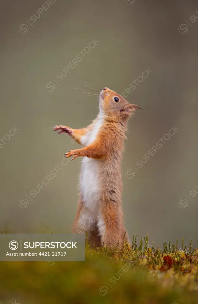 Eurasian Red Squirrel (Sciurus vulgaris) adult, standing on hind legs, Cairngorm N.P., Highlands, Scotland, march