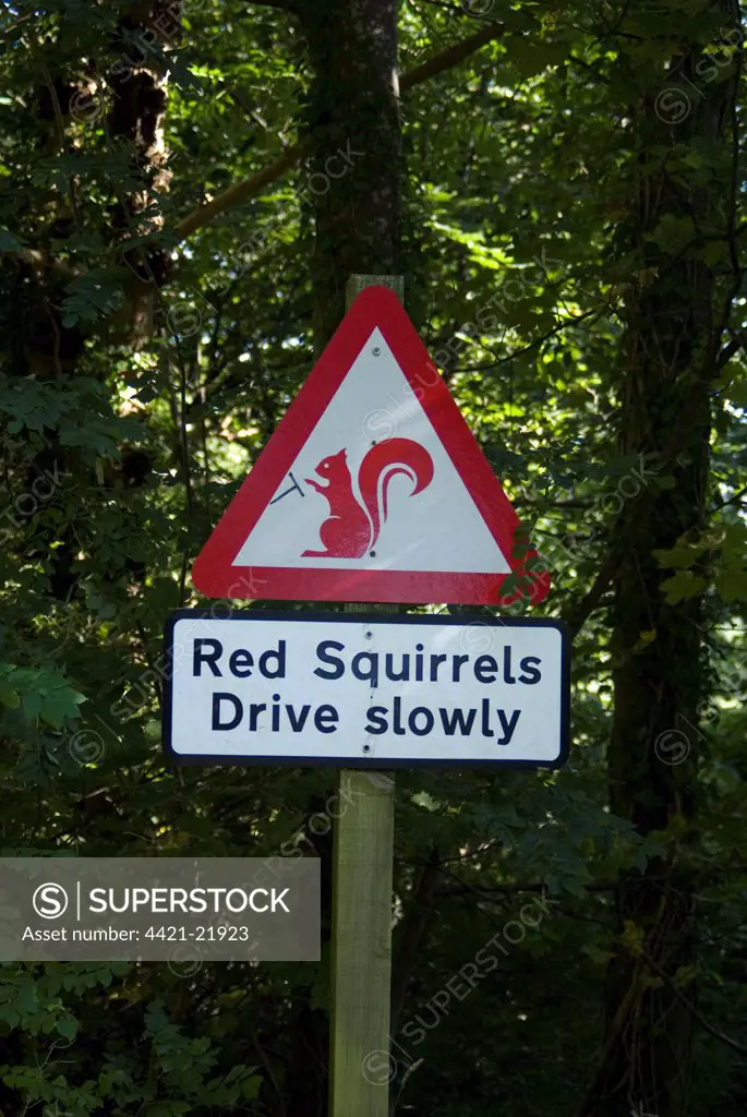 Eurasian Red Squirrel (Sciurus vulgaris) 'Drive Slowly' warning sign for drivers, with steering wheel added, Lake District, Cumbria, England, september