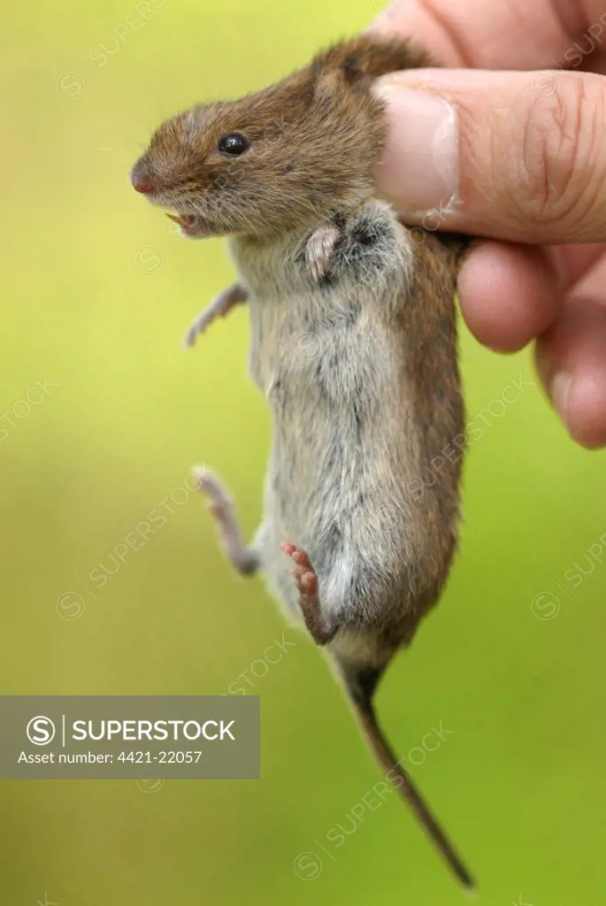 Bank Vole (Myodes glareolus) adult, held in human hand, showing correct way to hold small mammal for examination (captive)