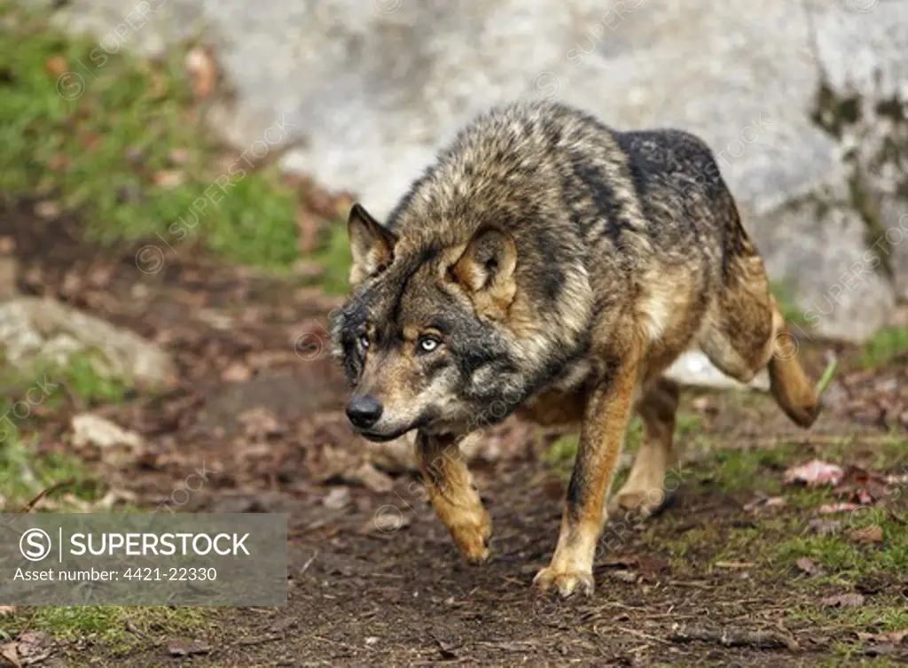 Iberian Wolf (Canis lupus signatus) adult male, prowling, on private reserve, Spain (captive)