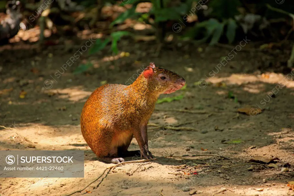 Ruatan Island Agouti (Dasyprocta ruatanica) adult, sitting in dappled shade, Roatan, Honduras