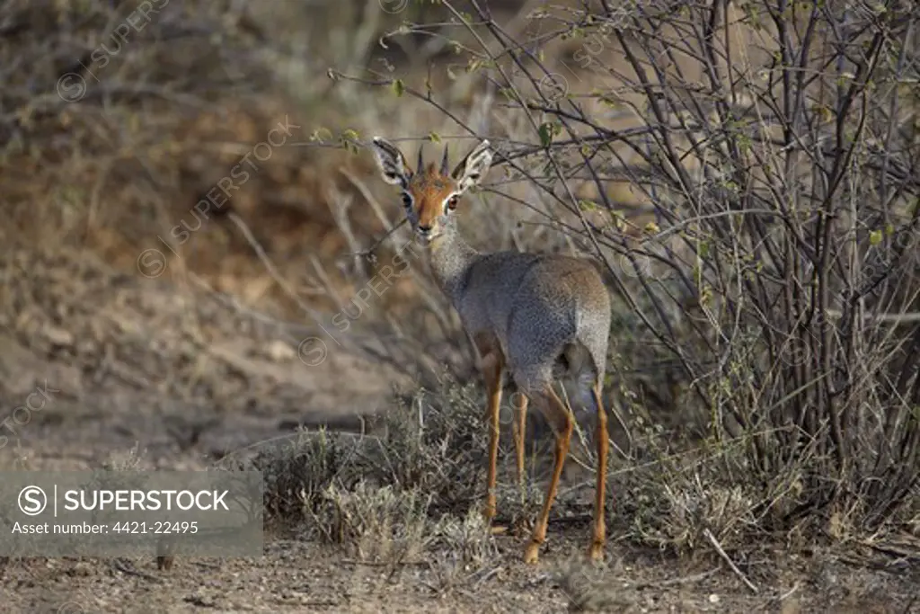 Salts Dik Dik Madoqua Saltiana Adult Male Standing In Scrub Awash Region Ethiopia Superstock