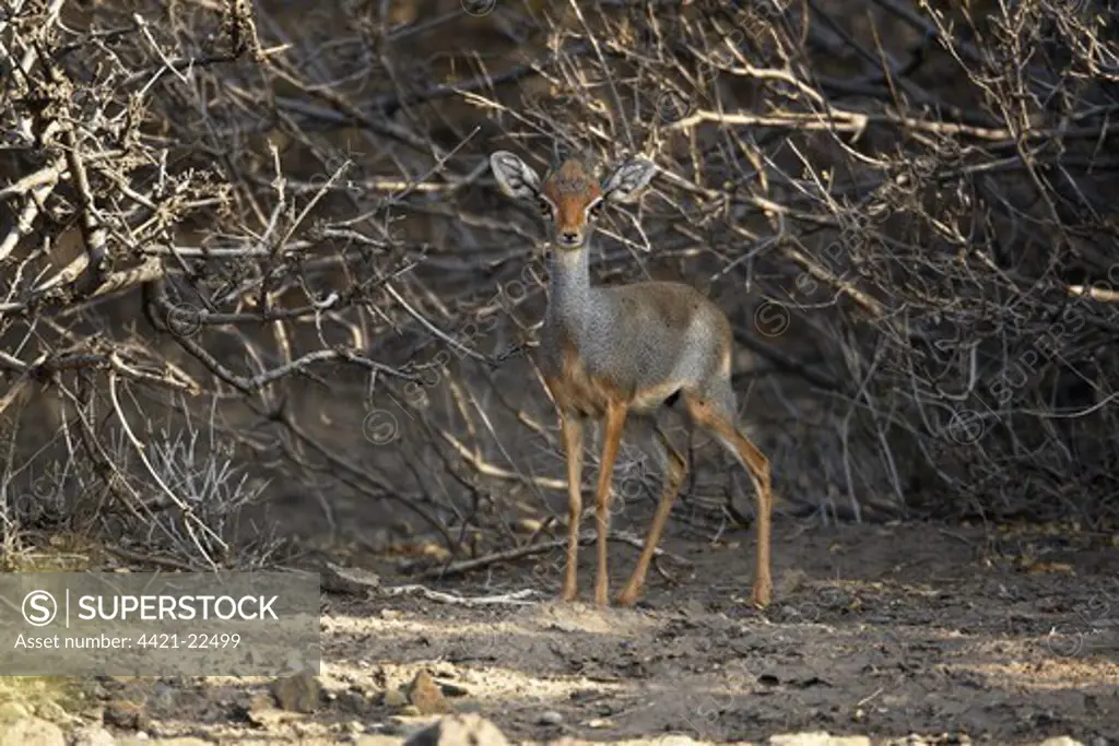 Salt's Dik-dik (Madoqua saltiana) adult male, standing in scrub, Awash Region, Ethiopia