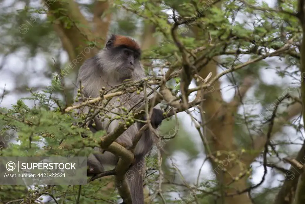 Central African Red Colobus (Piliocolobus foai oustaleti) adult, sitting in fruiting tree, Bigodi Wetland Sanctuary, Uganda