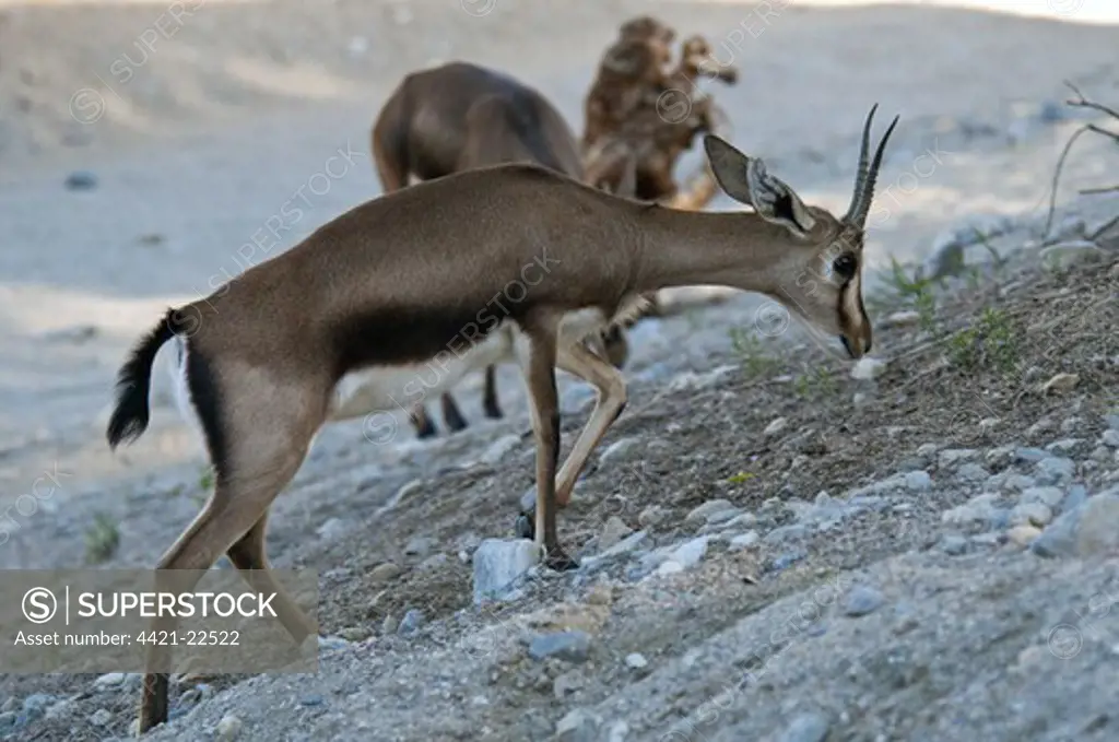 Cuvier's Gazelle (Gazella cuvieri) adult, walking on dry slope (captive)