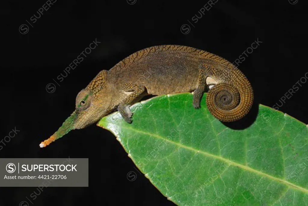 Long-nosed Chameleon (Calumma gallus) adult male, on leaf in rainforest, Ambavaniasy, Eastern Madagascar, august