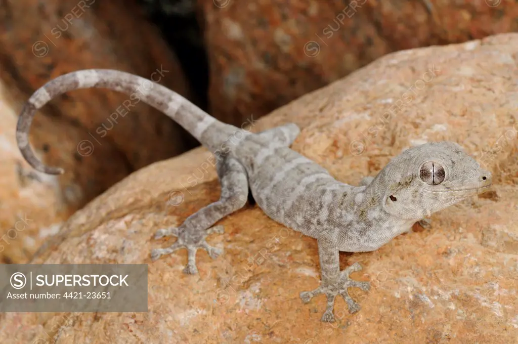 Socotra Giant Gecko (Haemodracon riebeckii) adult, resting on rock, Socotra, Yemen, march