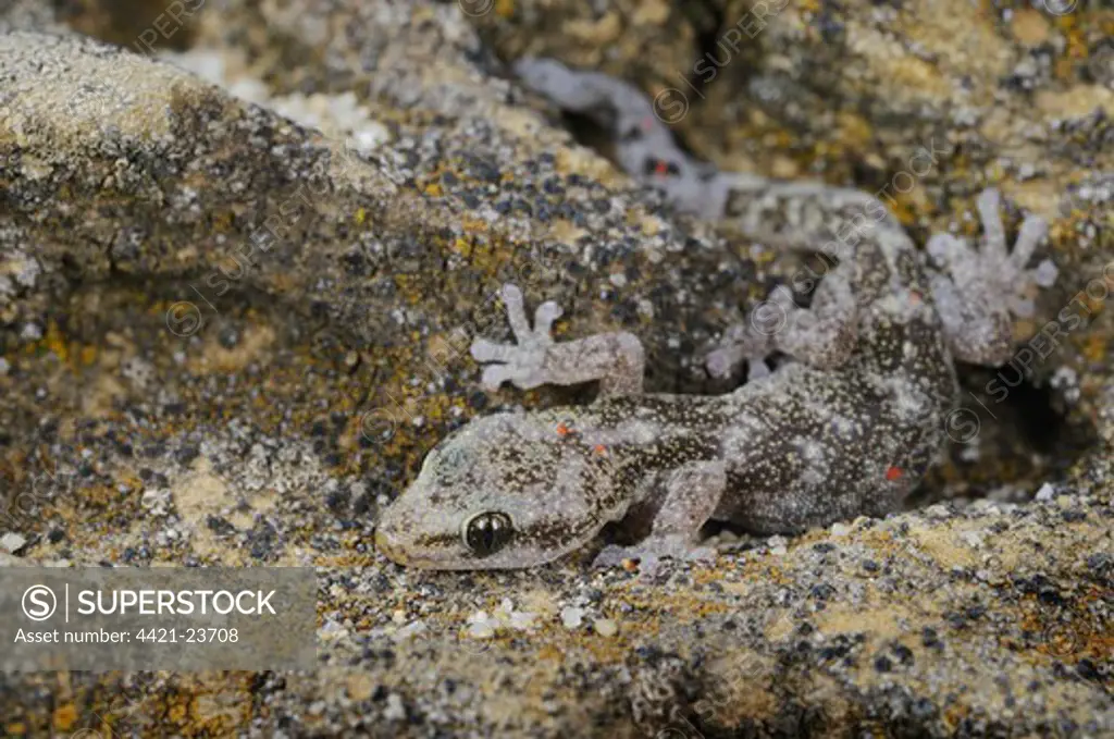 European Leaf-toed Gecko (Euleptes europaea) adult, with parasitic mites, camouflaged on rock, Italy