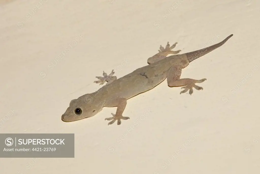 Yellow-bellied House Gecko (Hemidactylus flaviviridis) adult, with regenerated tail, on wall at night, Madhya Pradesh, India