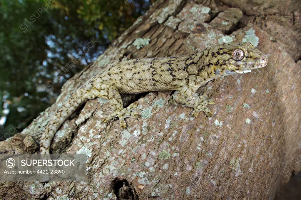 Wahlberg's Velvet Gecko (Homopholis wahlbergii) adult, climbing on tree trunk, South Africa