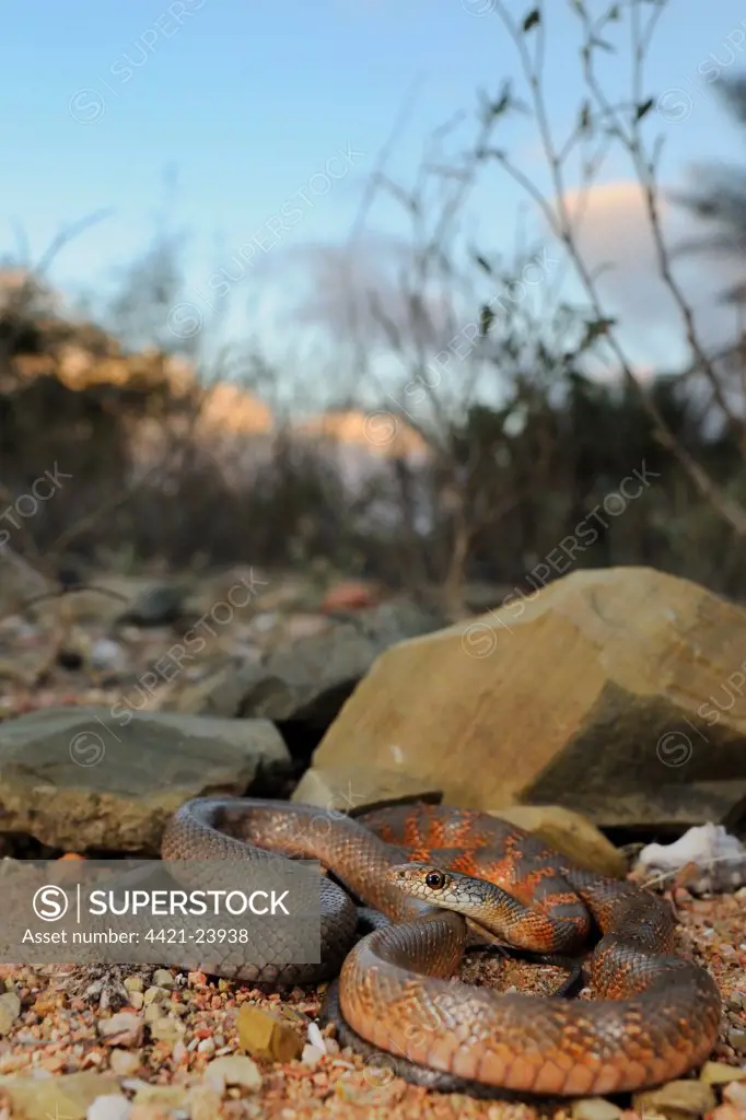 Socotran Racer (Hemerophis socotrae) adult, coiled in habitat, Socotra, Yemen