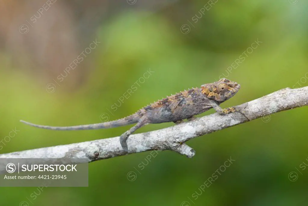 Cryptic Chameleon (Calumma crypticum) immature, climbing along branch, Ranomafana N.P., Madagascar, October